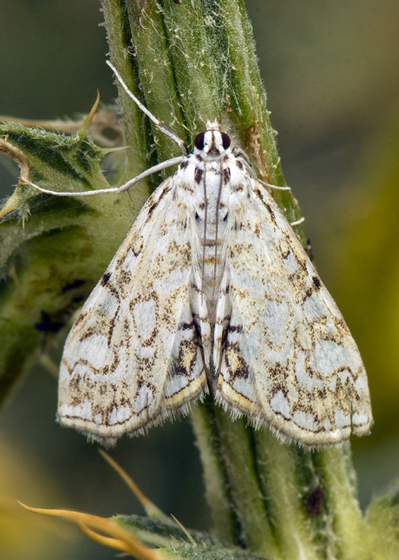 Elophila nympheata, Crambidae